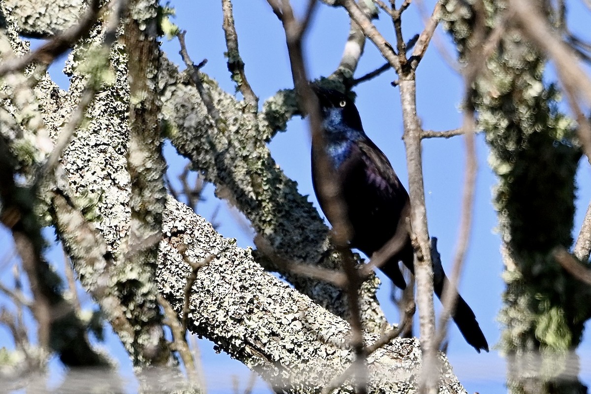 Common Grackle - ML645794528