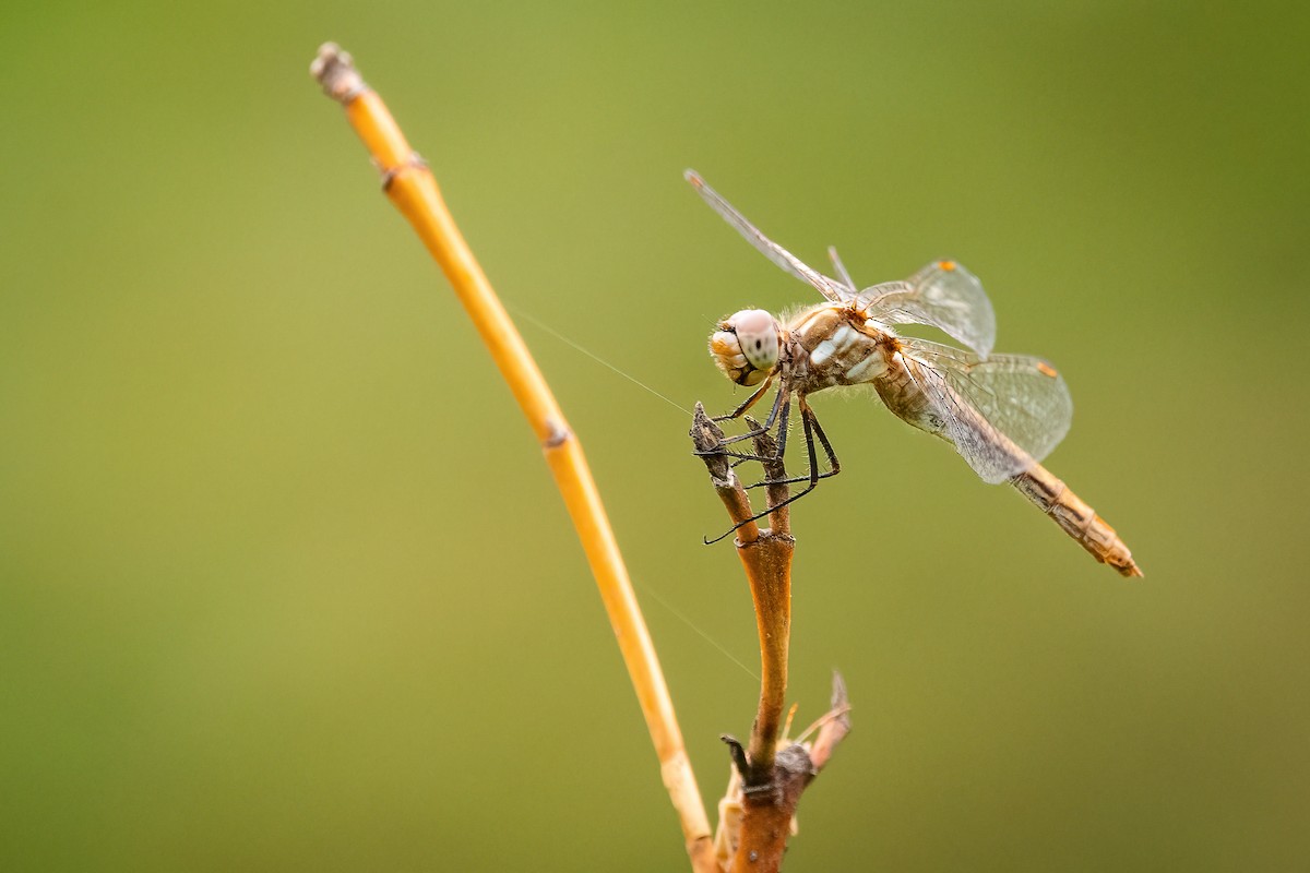 Striped Meadowhawk - ML645794530