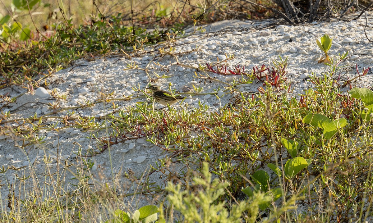 American Pipit - ML645794534