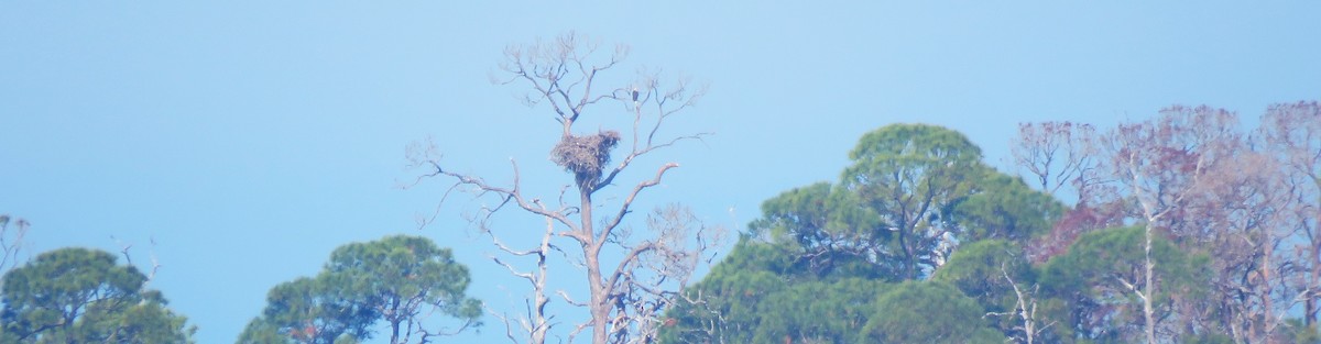 Bald Eagle - ML645794535