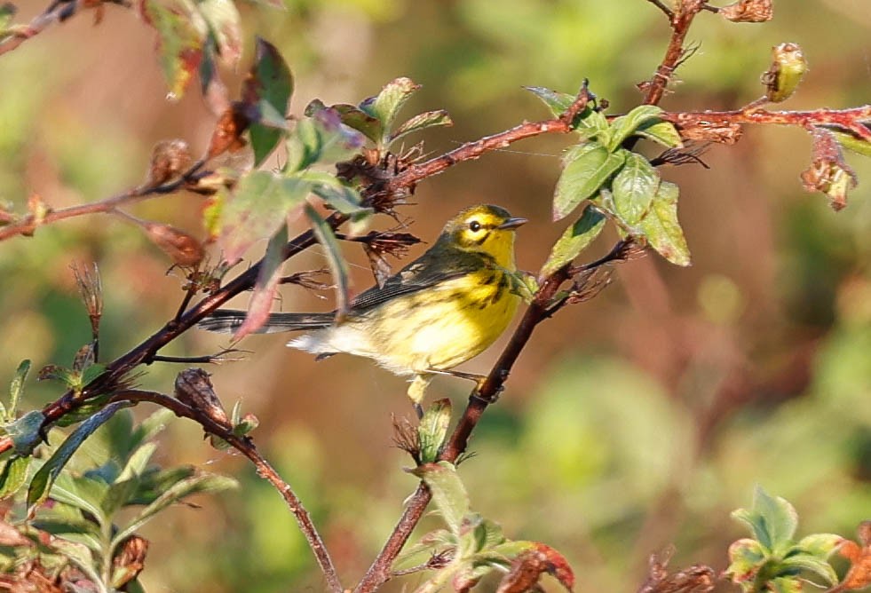 Prairie Warbler - ML645794538