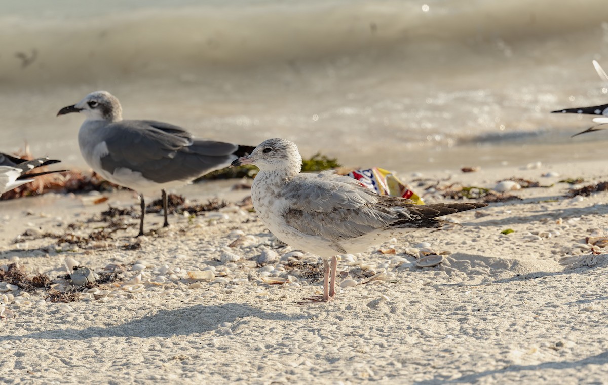 Ring-billed Gull - ML645794546