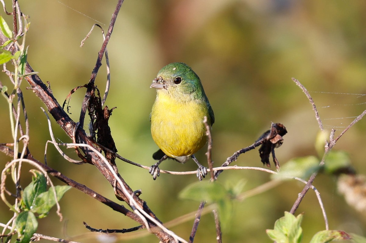 Painted Bunting - ML645794548
