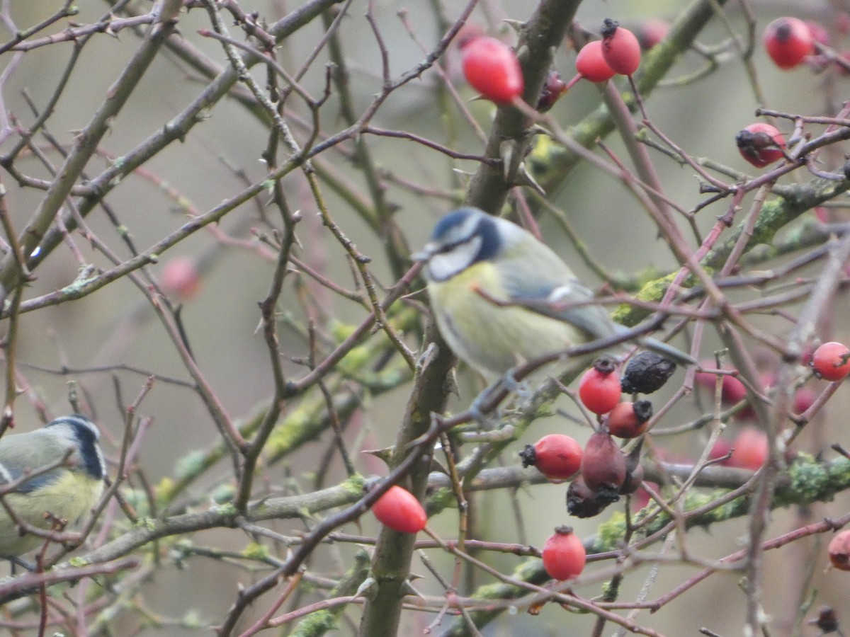 Eurasian Blue Tit - ML645794551