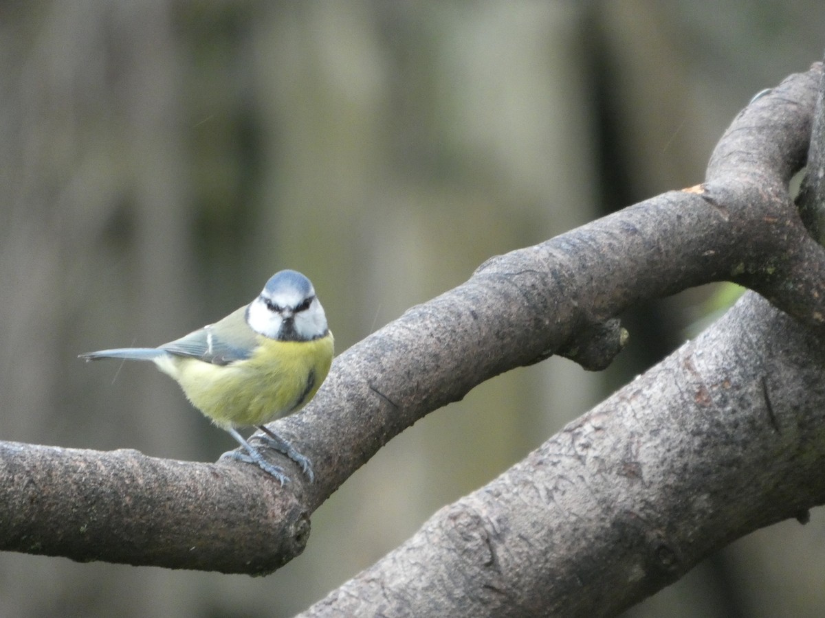 Eurasian Blue Tit - ML645794552