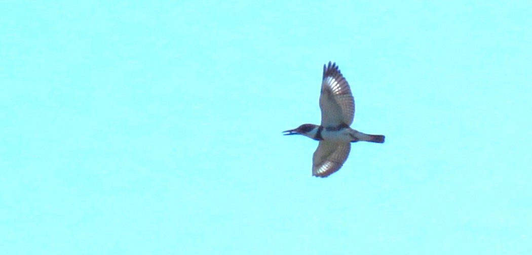 Belted Kingfisher - ML645794553
