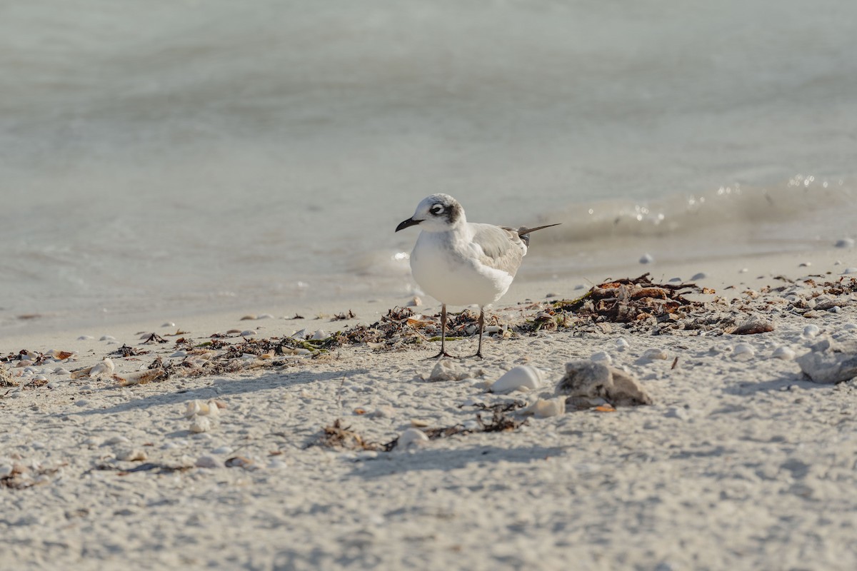 Franklin's Gull - ML645794555