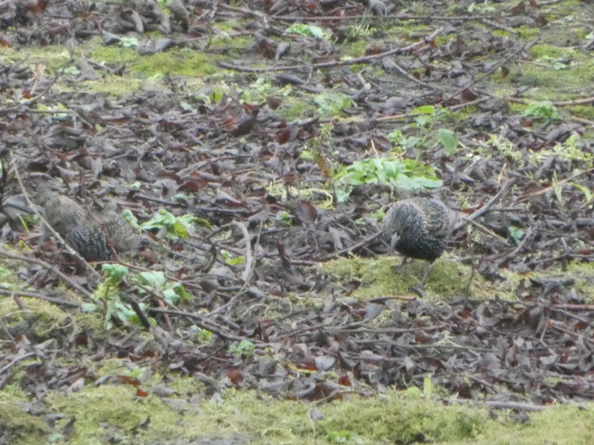 歐洲椋鳥 - ML645794564