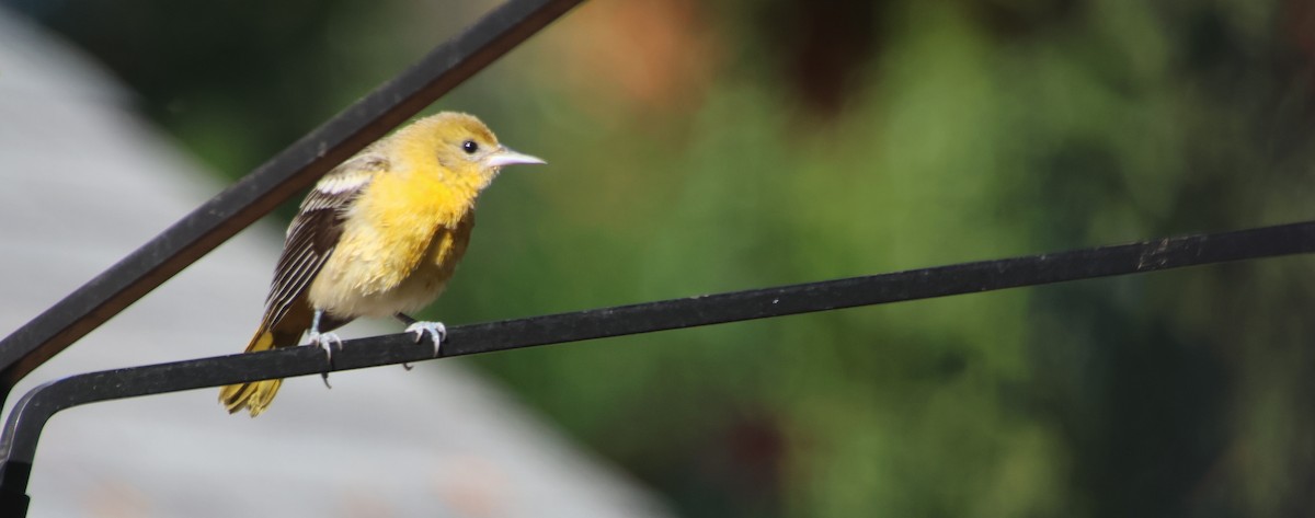 Балтиморский трупиал - ML645794565