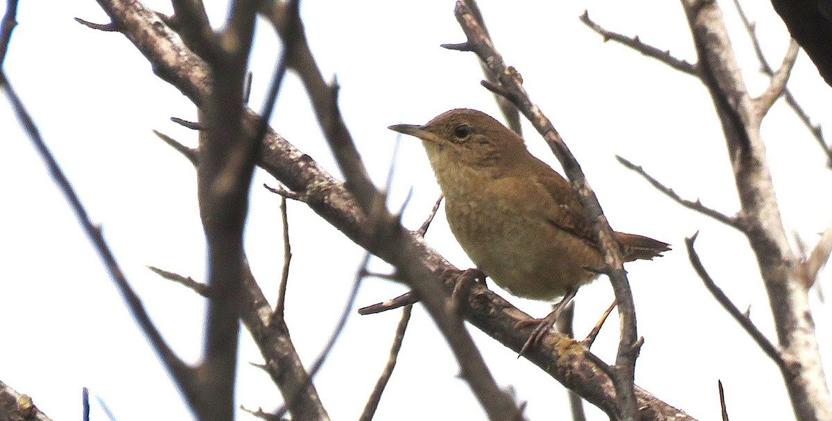 Northern House Wren - ML645794568
