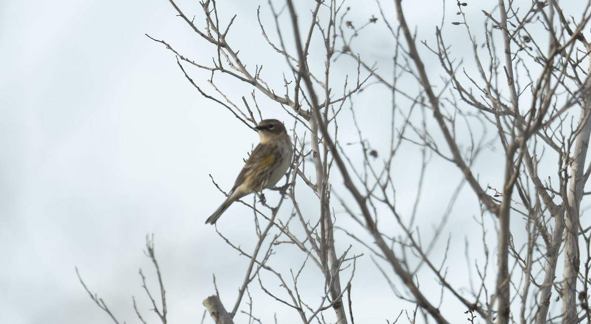 Yellow-rumped Warbler - ML645794572