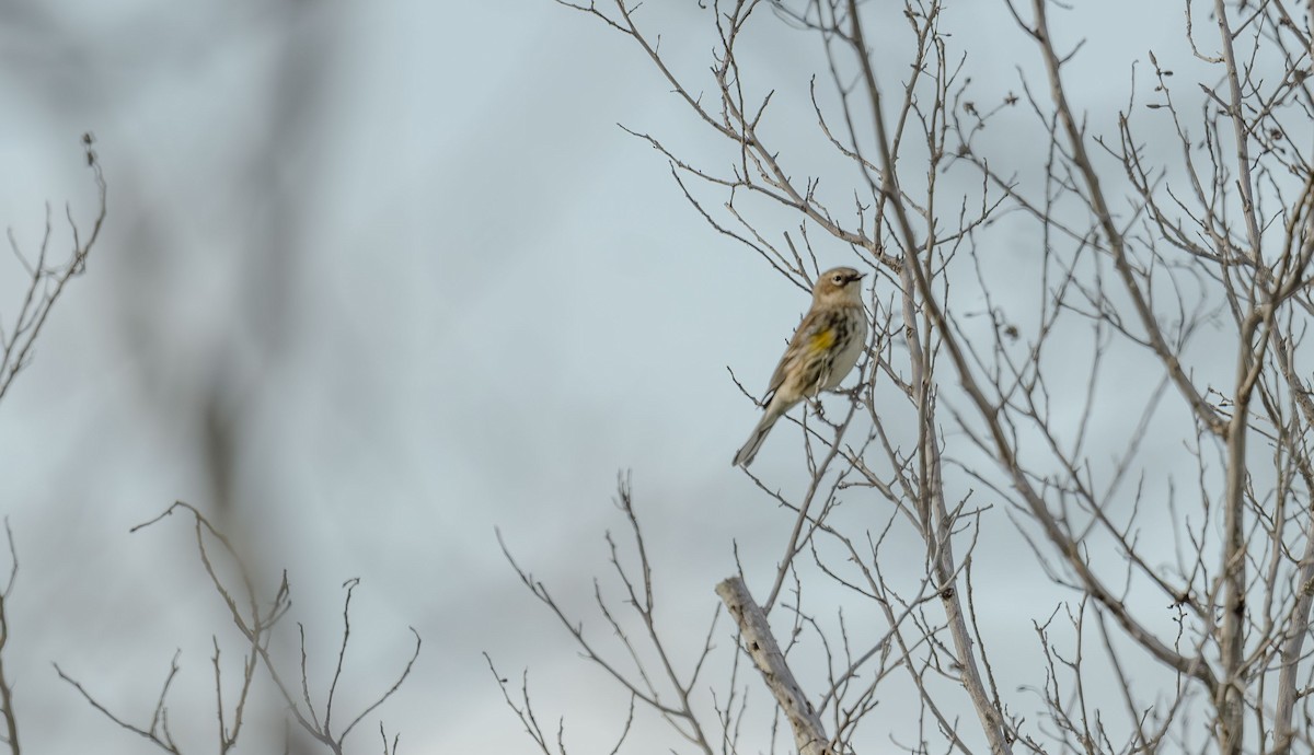 Yellow-rumped Warbler - ML645794576