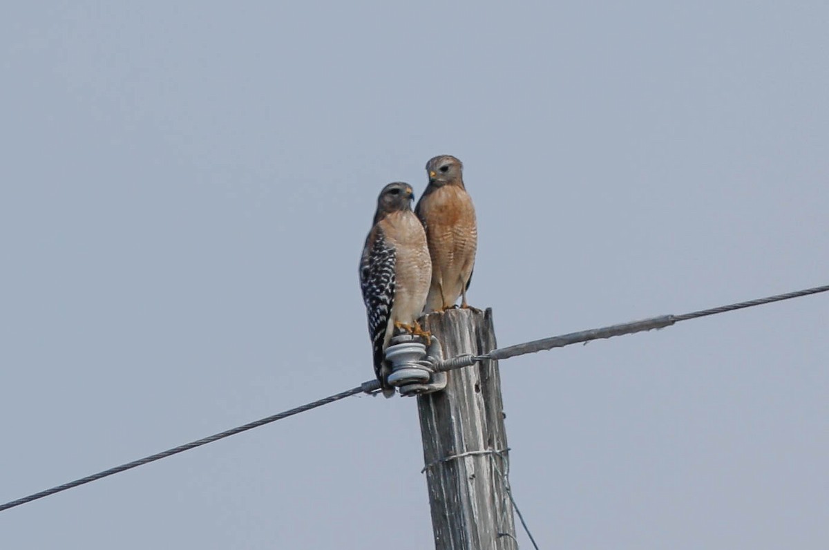 Red-shouldered Hawk - ML645794579