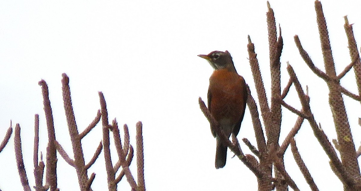 American Robin - ML645794580