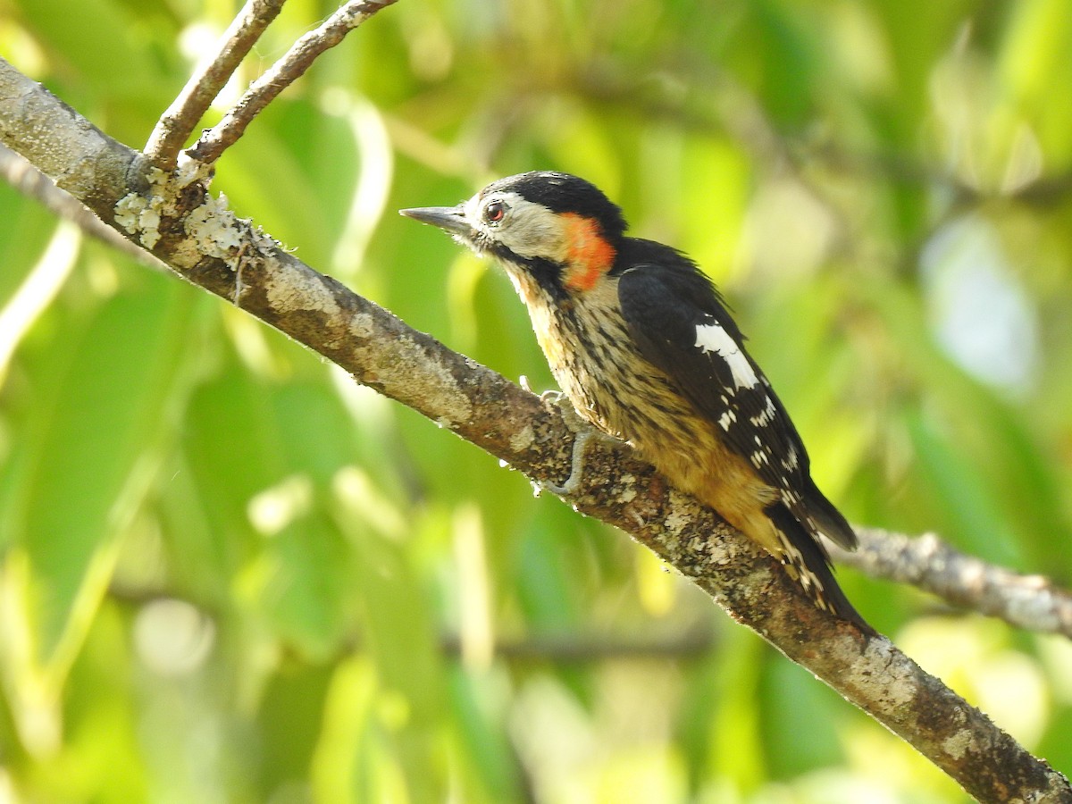 Crimson-naped Woodpecker - ML645794587