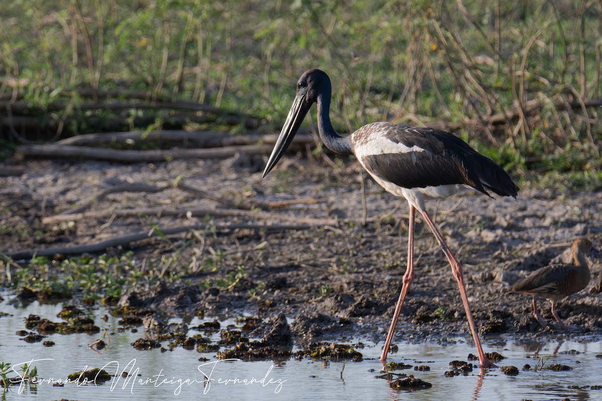 Black-necked Stork - ML645794590