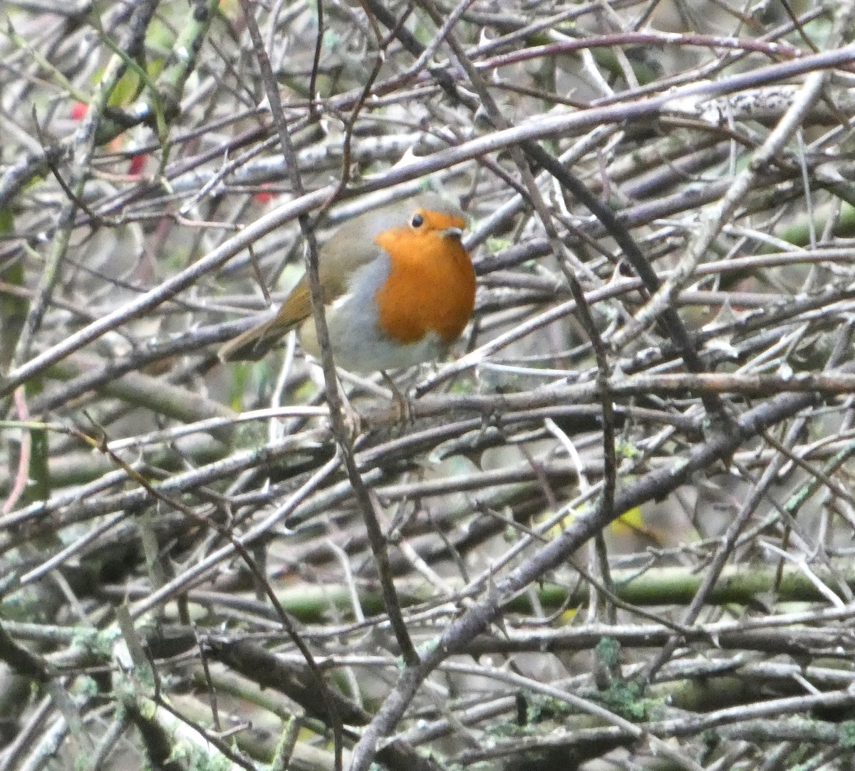European Robin - ML645794591