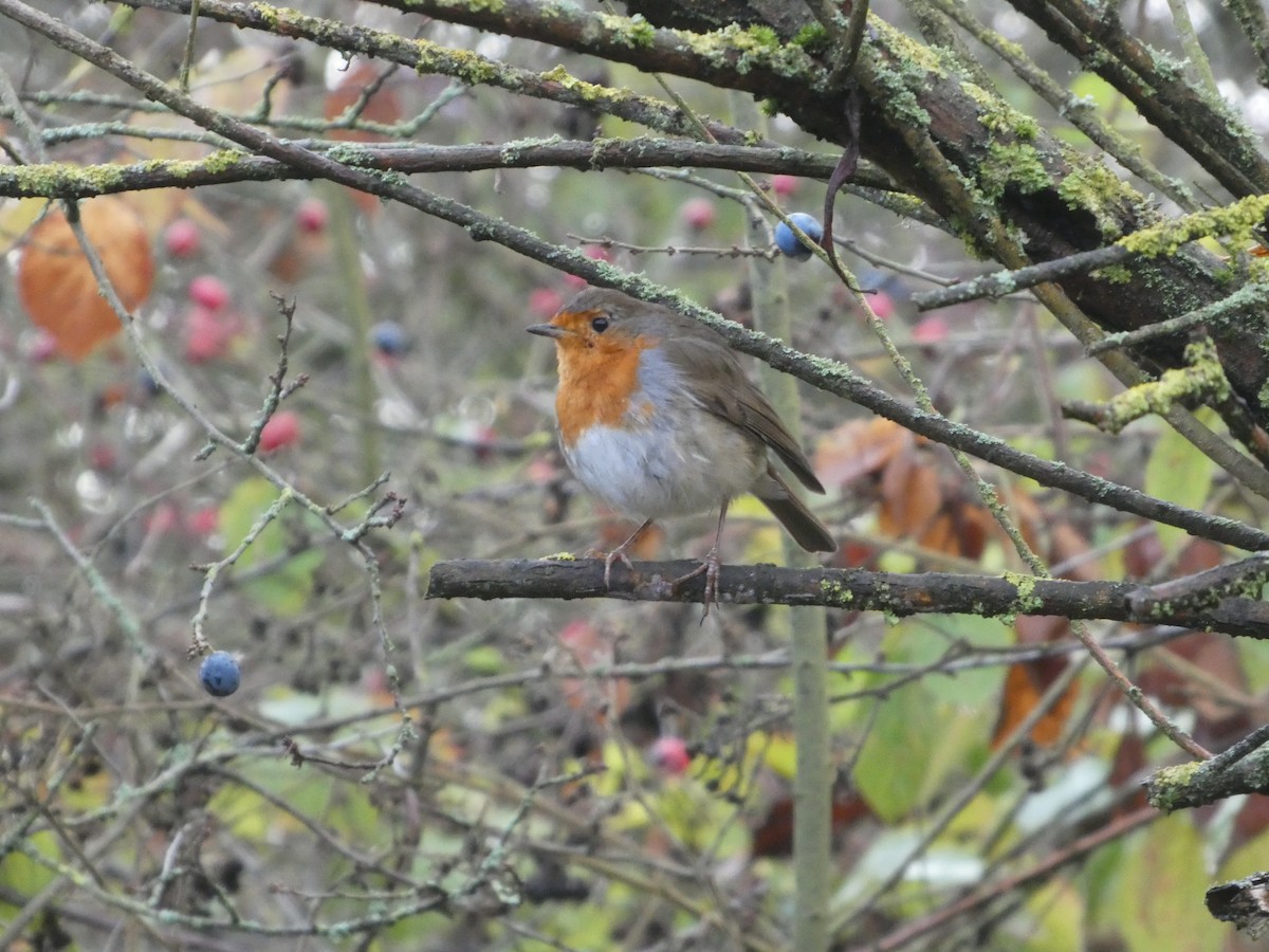 European Robin - ML645794592