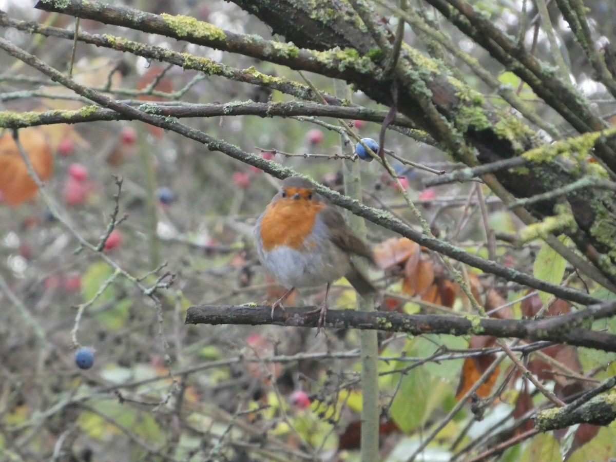 European Robin - ML645794593