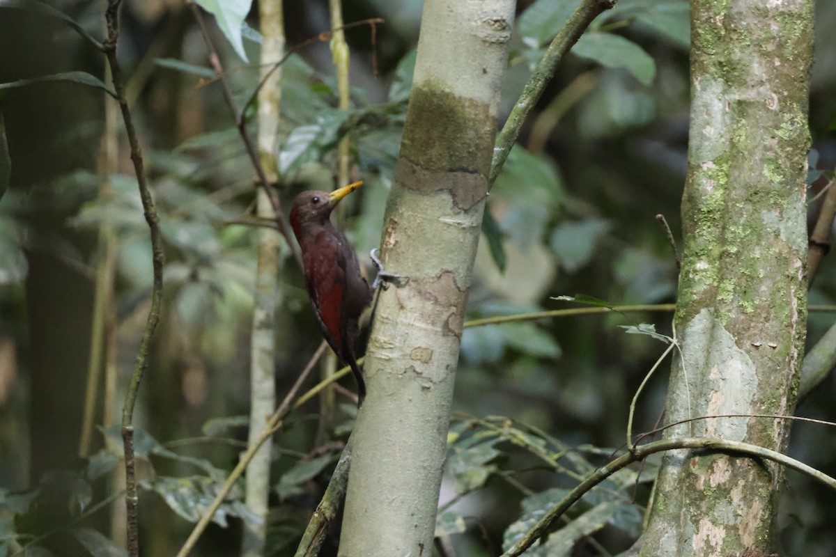 datel tmavočervený - ML645794603