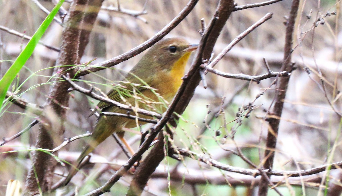 Common Yellowthroat - ML645794606
