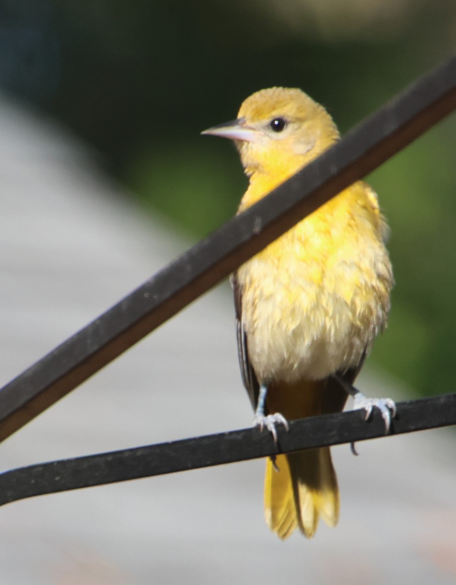 Балтиморский трупиал - ML645794608