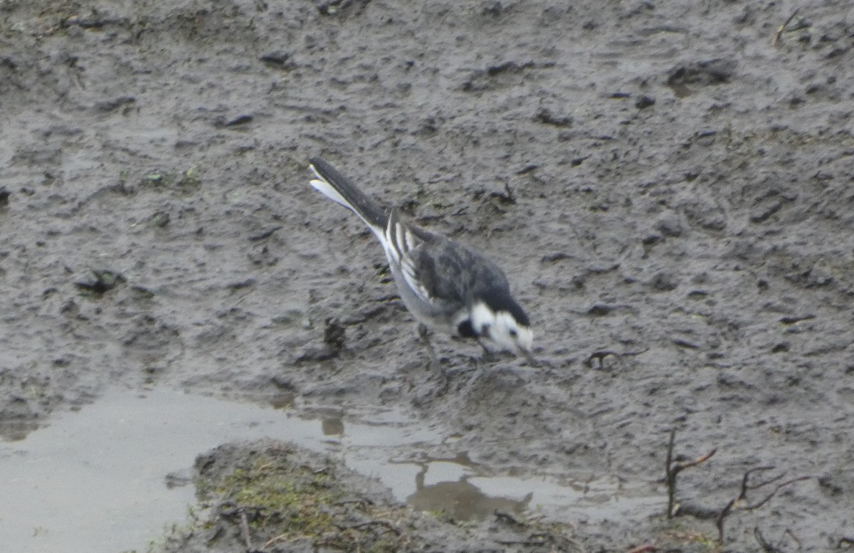 白鶺鴒 - ML645794613