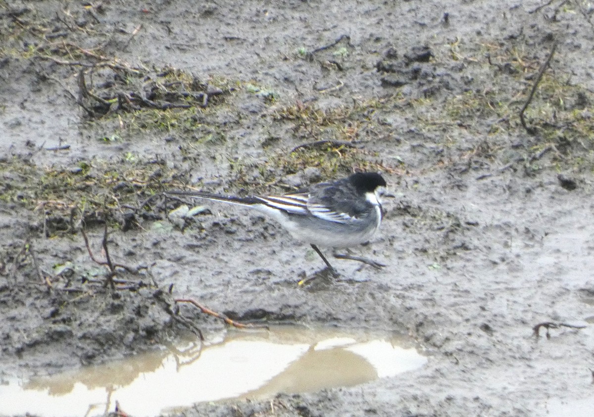 白鶺鴒 - ML645794614