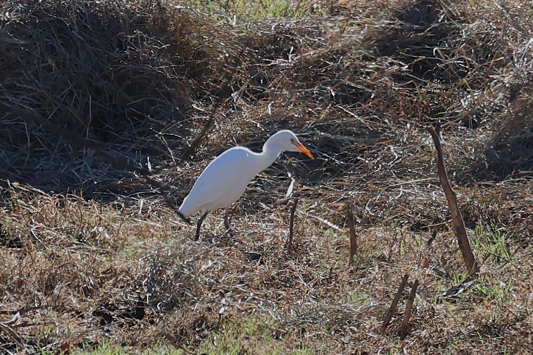 Western Cattle-Egret - ML645794616