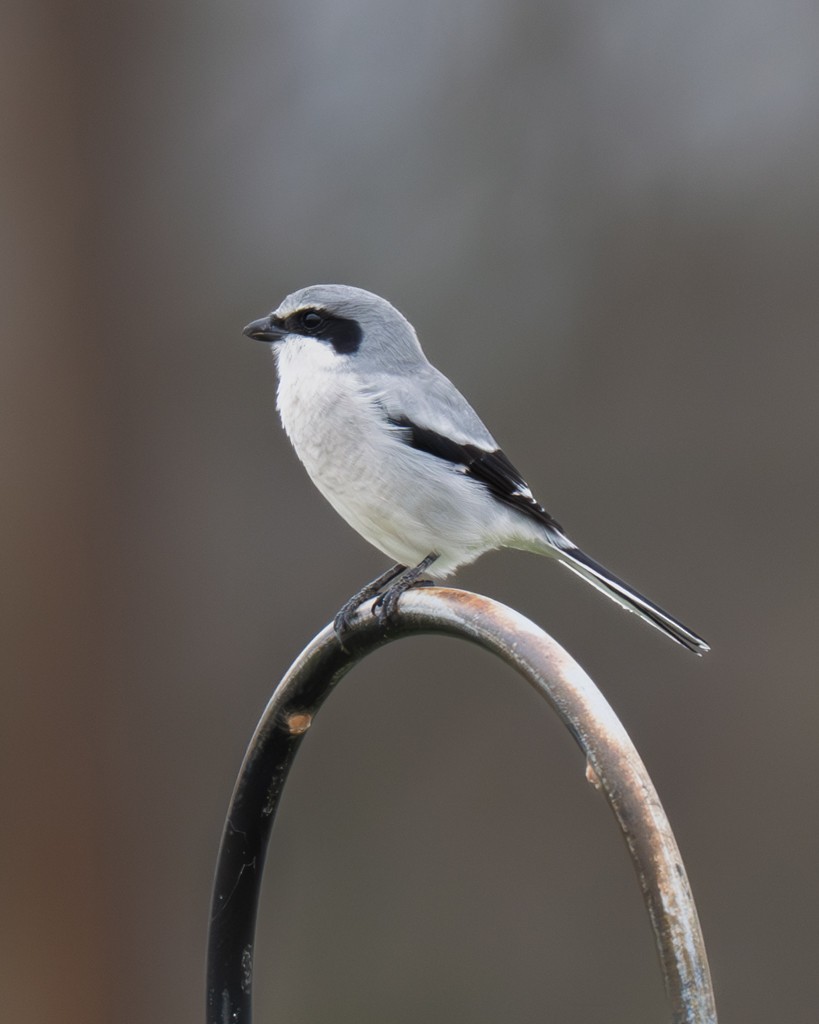 Loggerhead Shrike - ML645794622