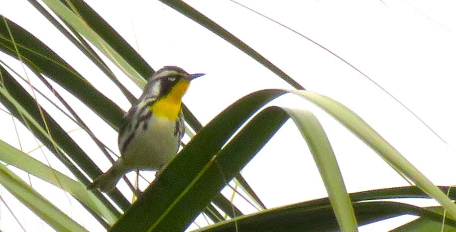 Yellow-throated Warbler - ML645794623