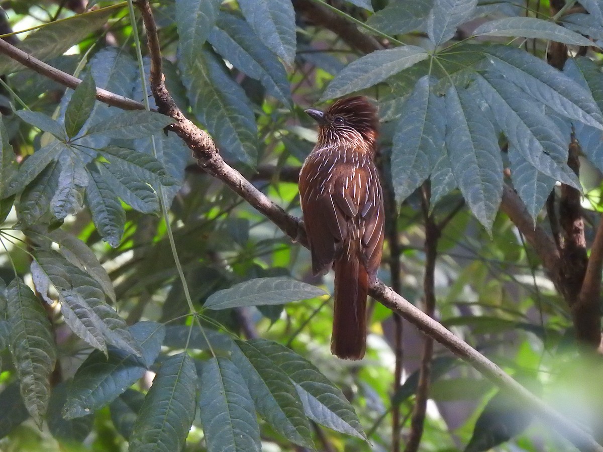 Striated Laughingthrush - ML645794624