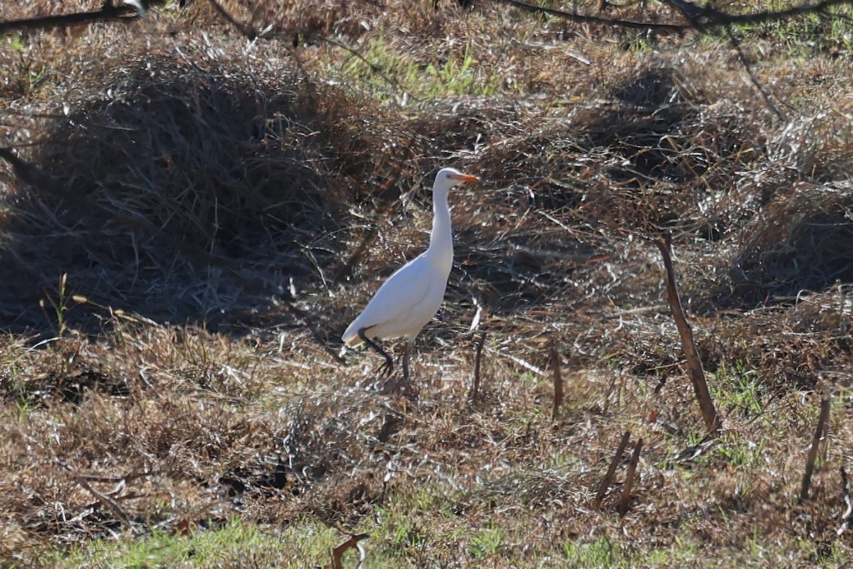 Western Cattle-Egret - ML645794625