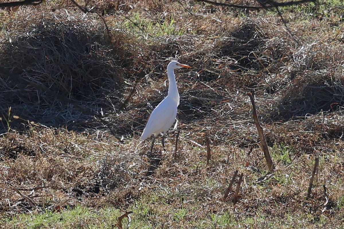 Western Cattle-Egret - ML645794629