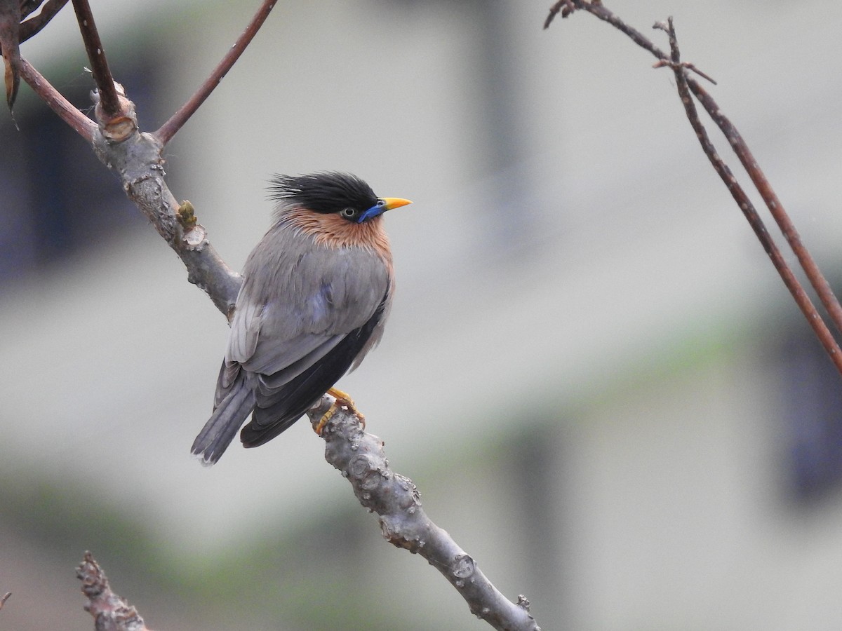Brahminy Starling - ML645794633