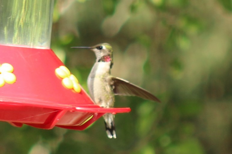 Ruby-throated Hummingbird - ML645794636