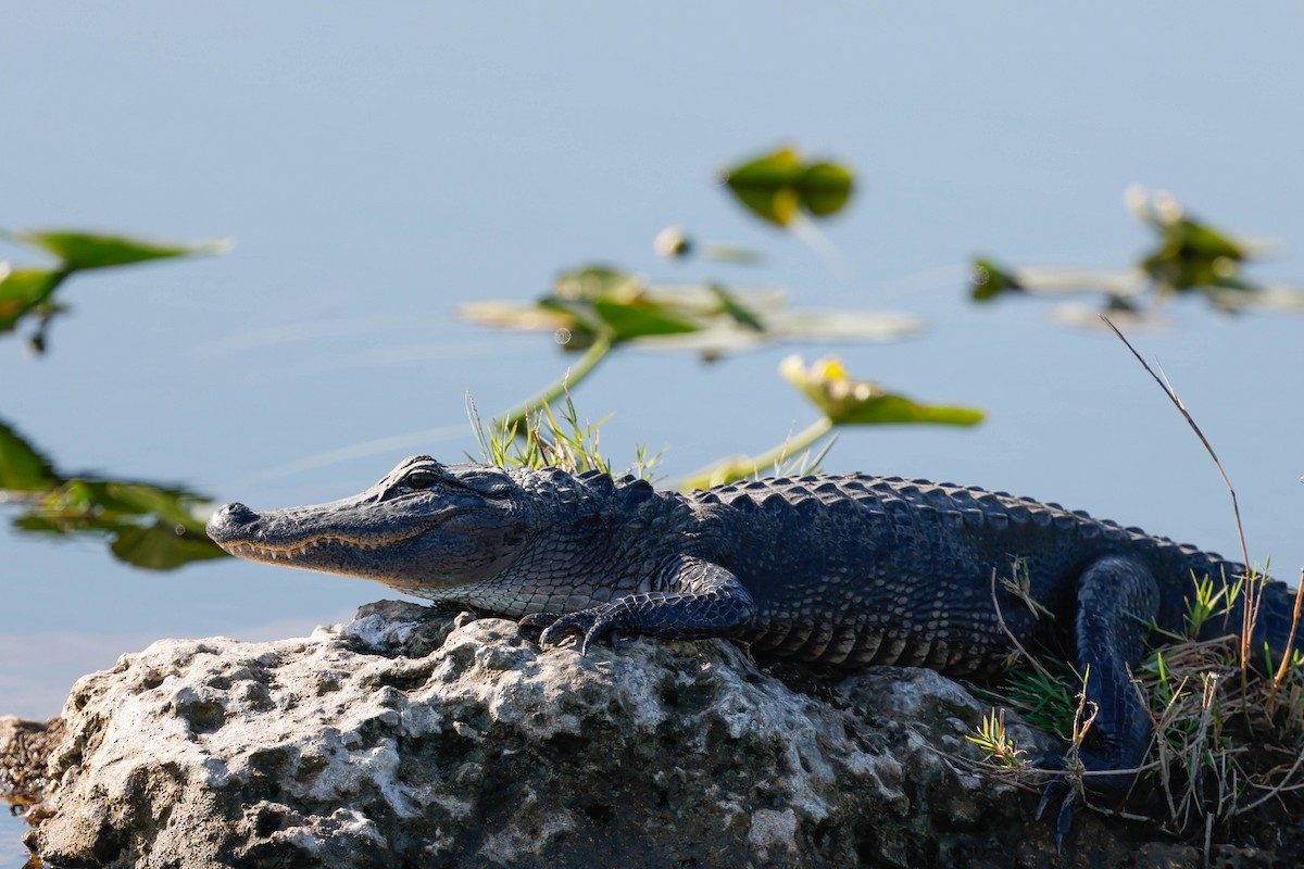 Animals - ML645794637