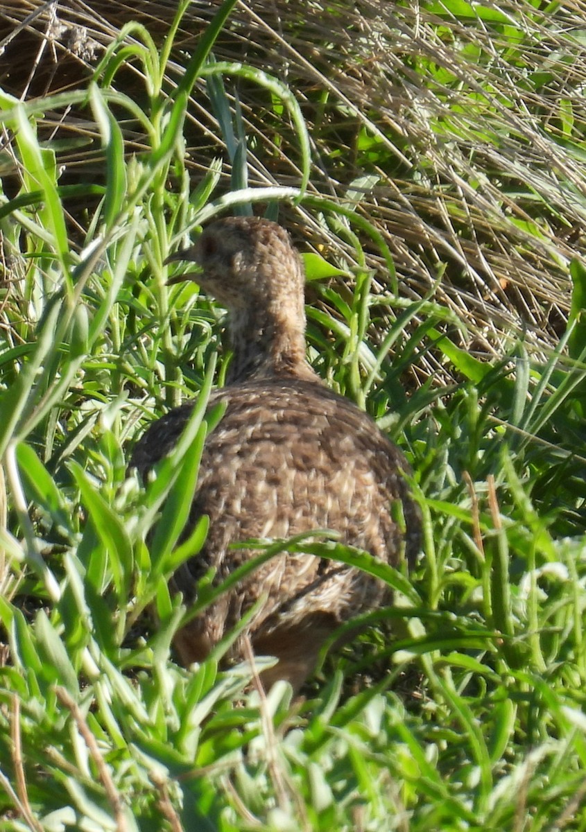 Spotted Nothura - ML645794638