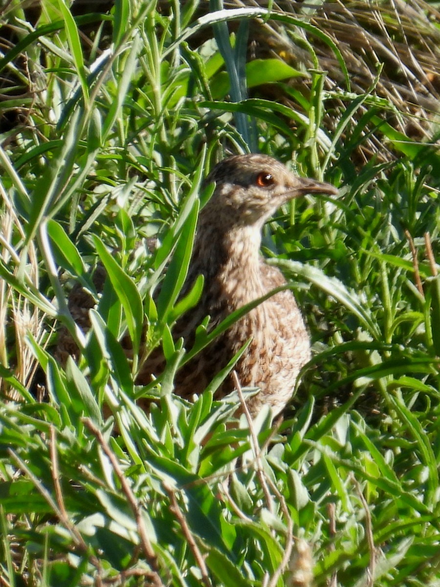 Spotted Nothura - ML645794639