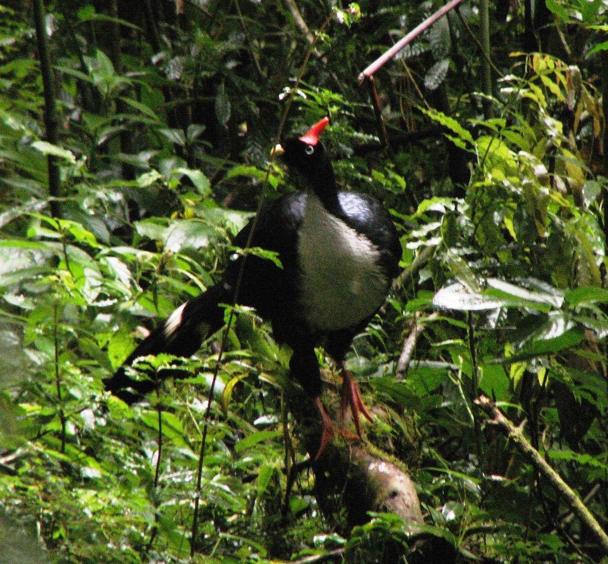 Horned Guan - ML645794645