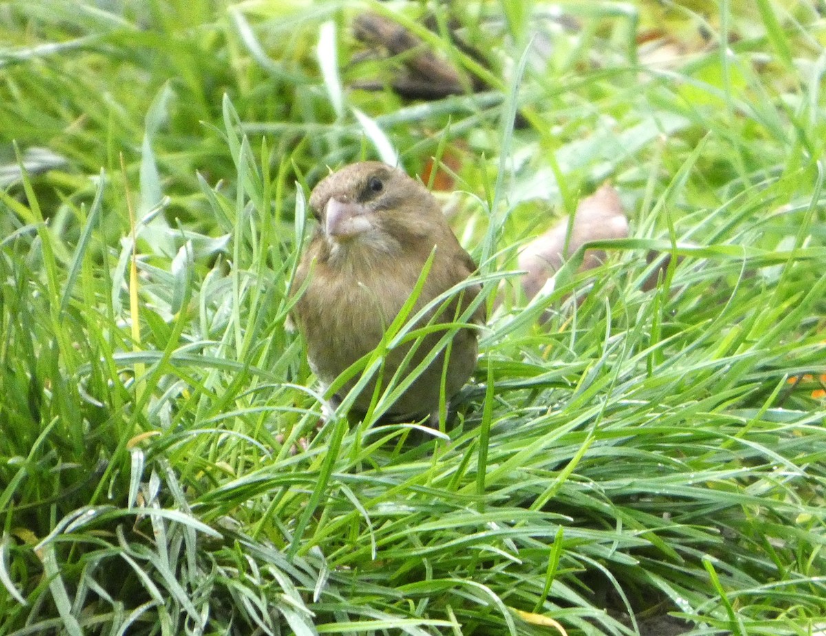 European Greenfinch - ML645794647