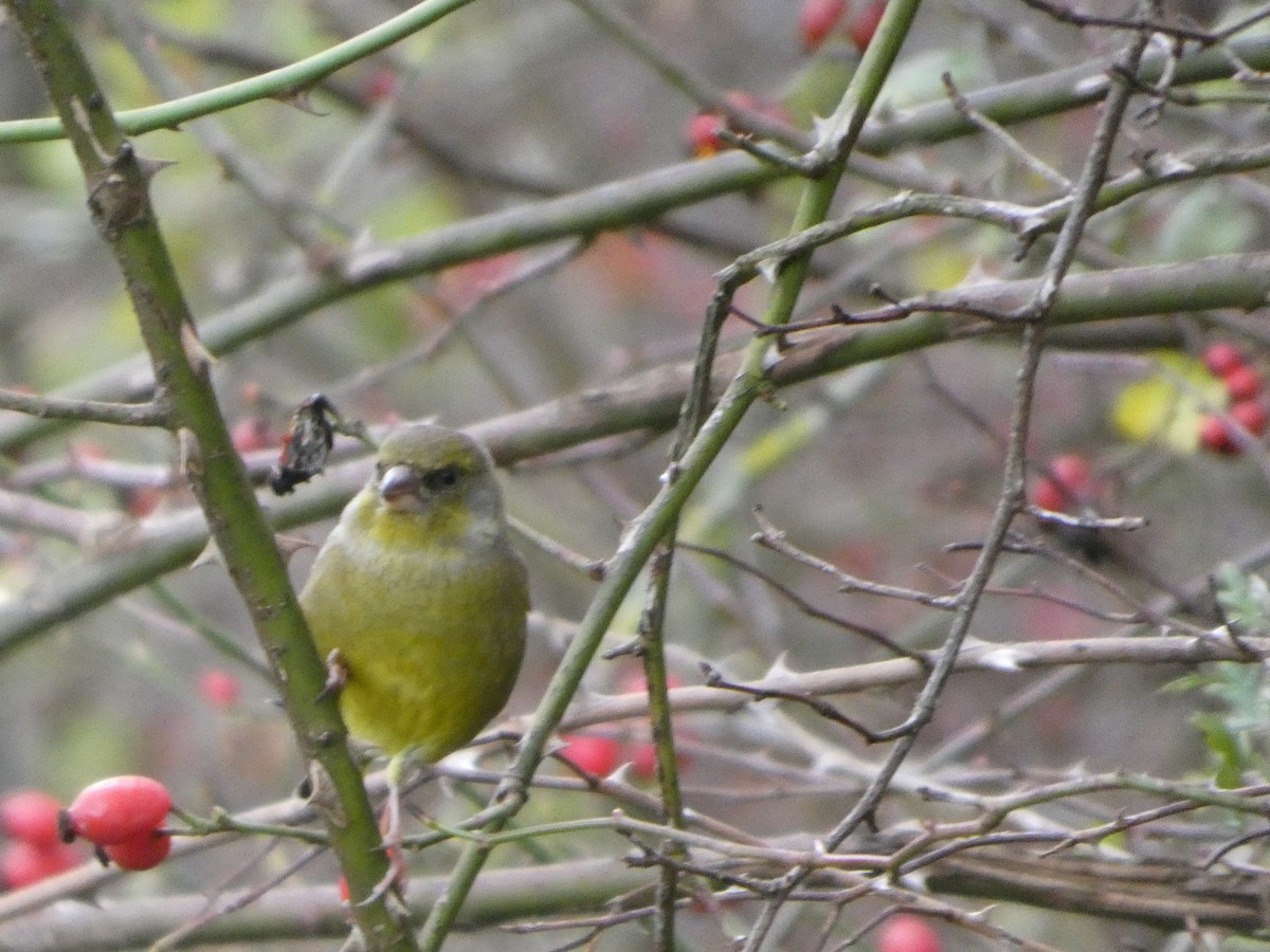 European Greenfinch - ML645794648