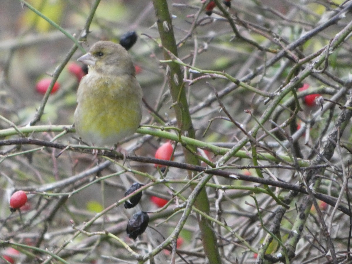 European Greenfinch - ML645794649