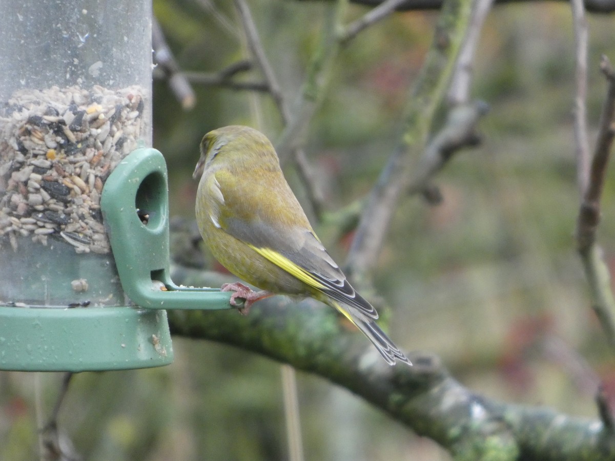 European Greenfinch - ML645794650