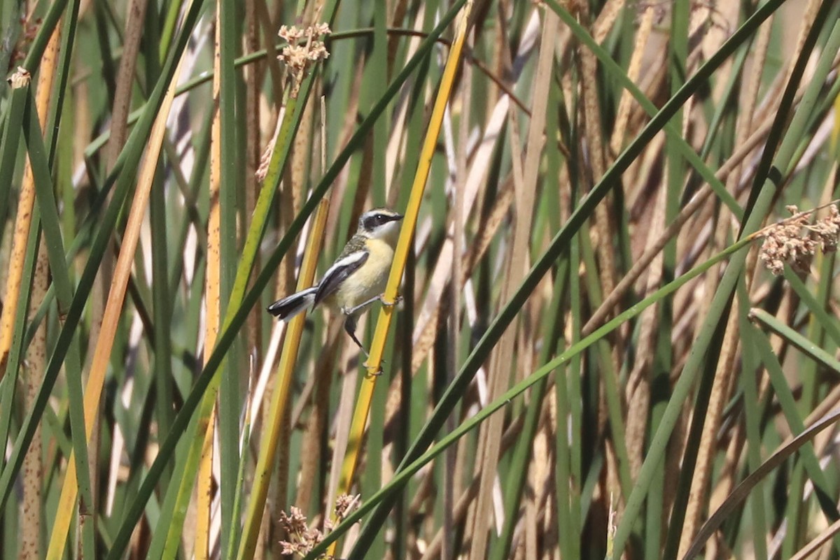 Many-colored Rush Tyrant - ML645794655