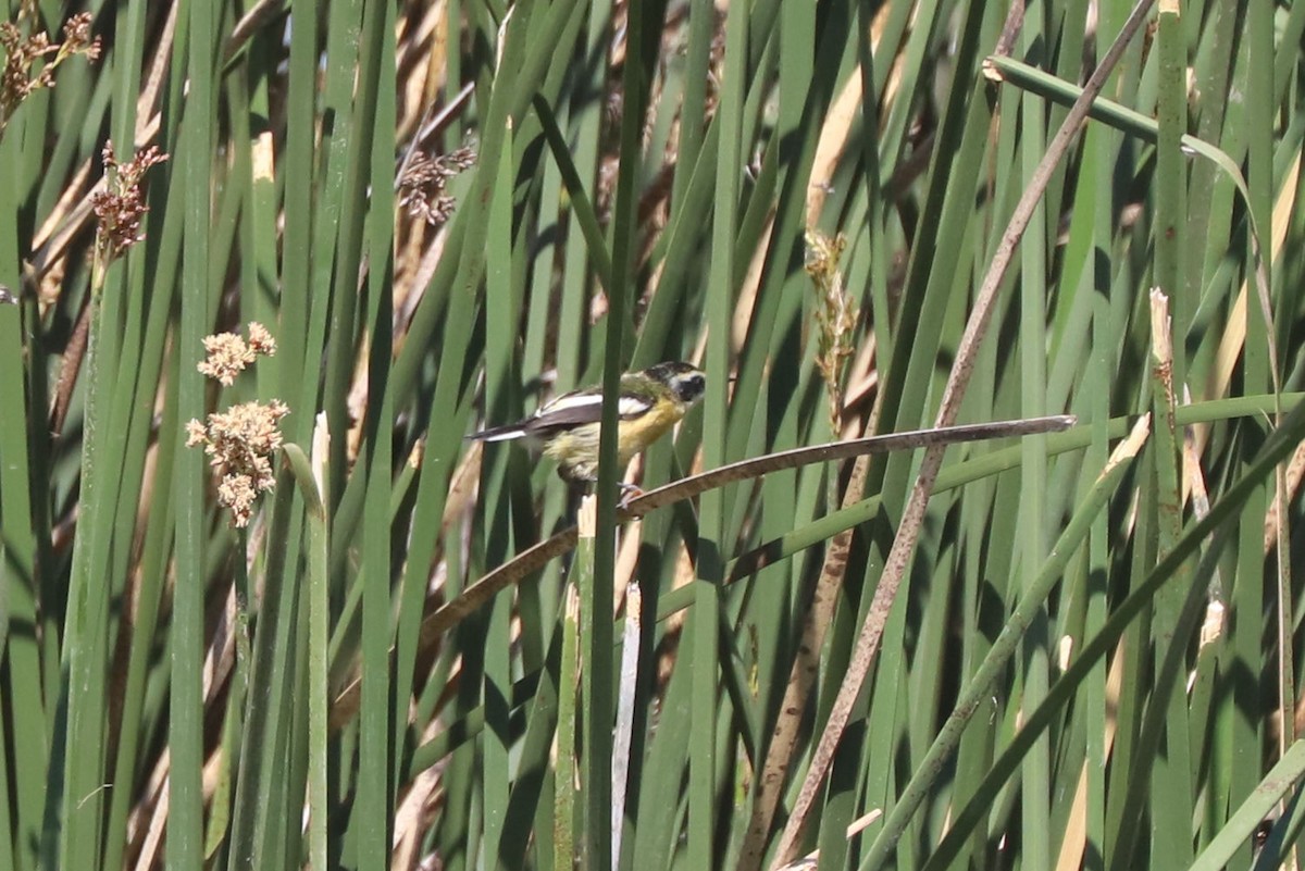 Many-colored Rush Tyrant - ML645794656