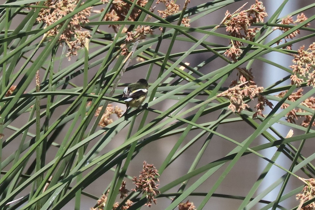 Many-colored Rush Tyrant - ML645794657