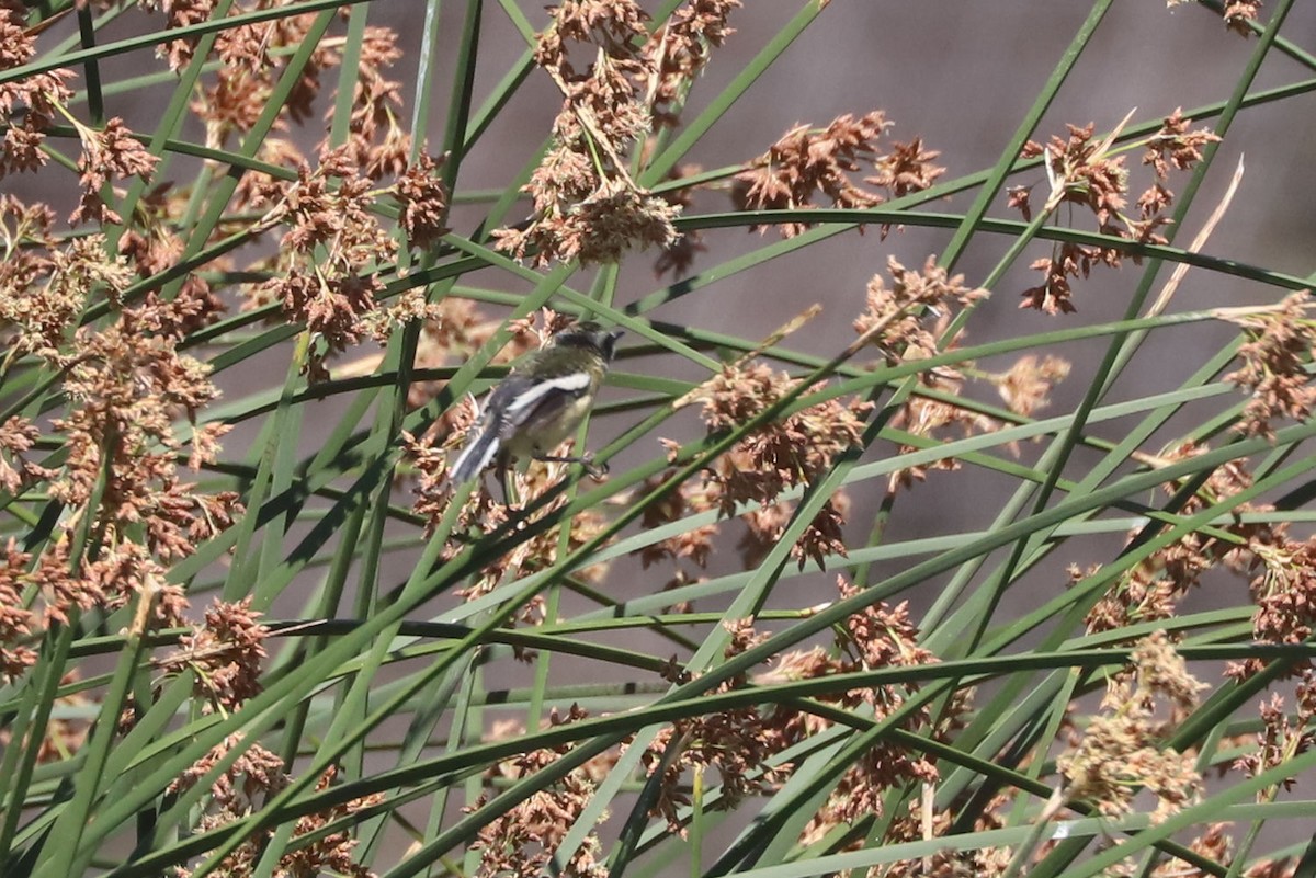 Many-colored Rush Tyrant - ML645794658