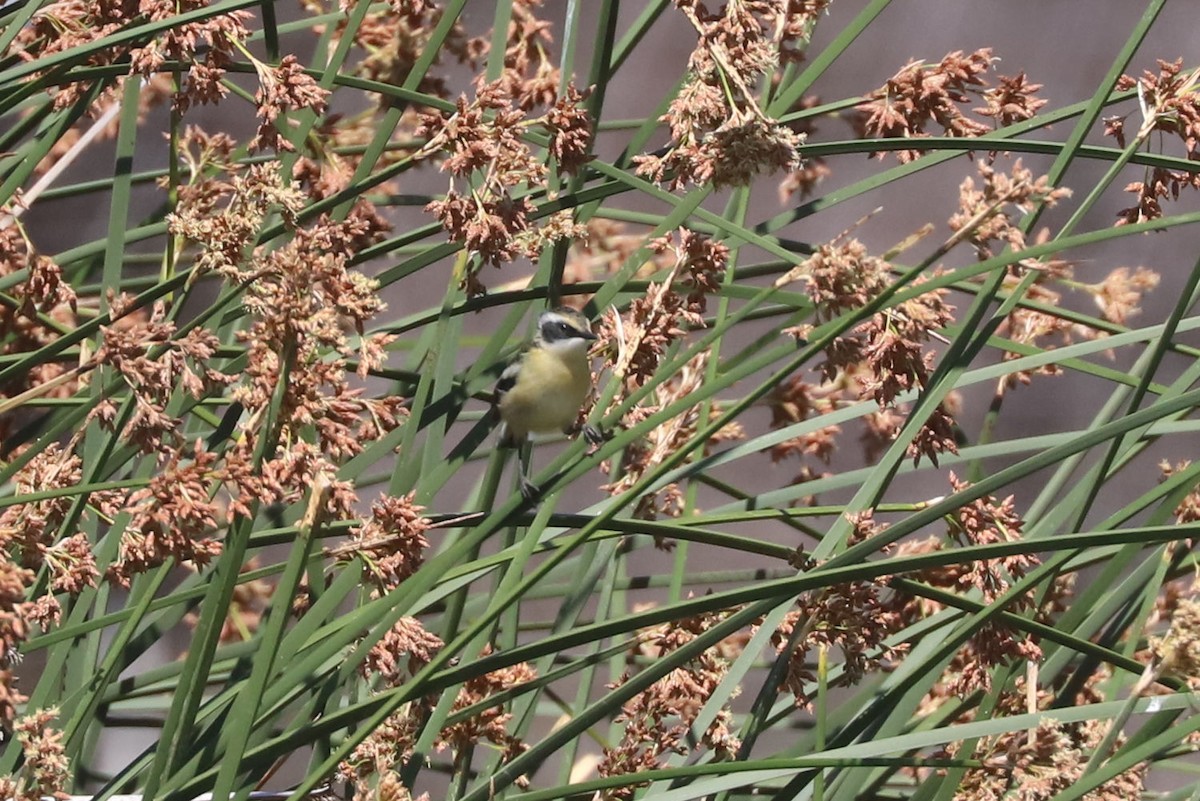 Many-colored Rush Tyrant - ML645794659