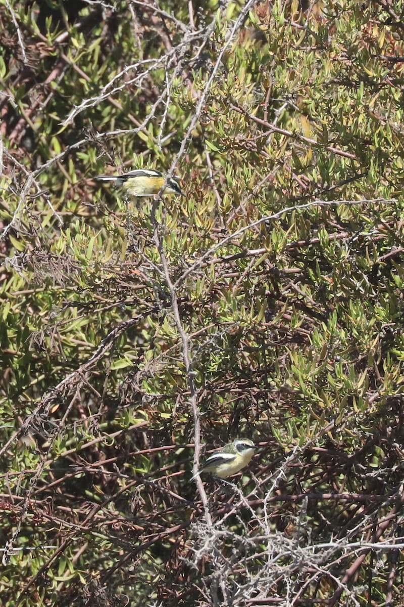 Many-colored Rush Tyrant - ML645794660